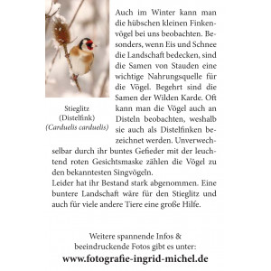 Grußkarte Vogelporträt: Stieglitz im Winter